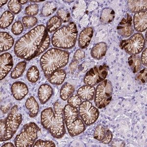 Anti-C17orf107 antibody produced in rabbit 