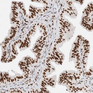 Anti-C17ORF49 antibody produced in rabbit 