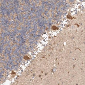 Anti-C17orf53 antibody produced in rabbit 