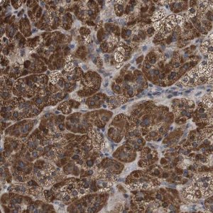 Anti-C17orf80 antibody produced in rabbit HPA012896-100UL