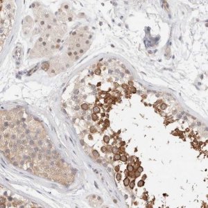 Anti-C17orf97 antibody produced in rabbit 