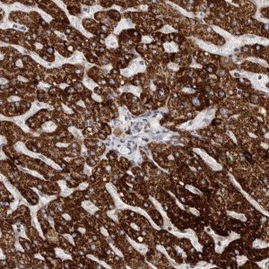 Anti-C17orf99 antibody produced in rabbit 