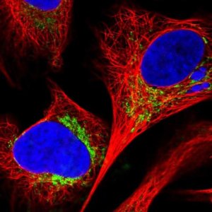 Anti-C18orf63 antibody produced in rabbit 