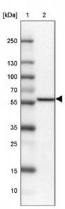 Anti-C18ORF8 antibody produced in rabbit HPA043589-100UL