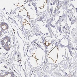 Anti-C19orf12 antibody produced in rabbit 