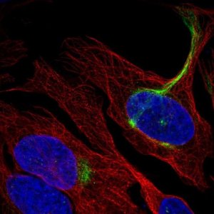 Anti-C19orf25 antibody produced in rabbit 