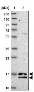 Anti-C19ORF25 antibody produced in rabbit HPA050270-100UL