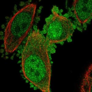 Anti-C19orf33 antibody produced in rabbit 