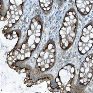 Anti-C19orf38 antibody produced in rabbit HPA012150-100UL