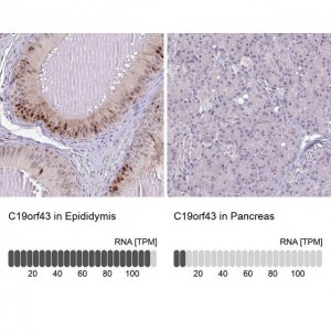 Anti-C19orf43 antibody produced in rabbit 