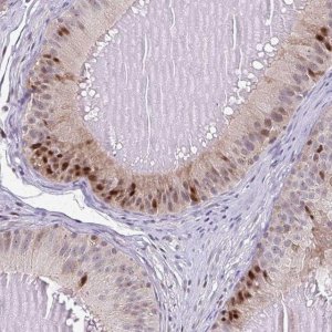 Anti-C19orf43 antibody produced in rabbit 