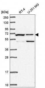Anti-C19orf44 antibody produced in rabbit 