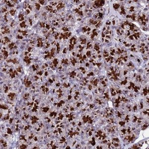 Anti-C19orf47 antibody produced in rabbit 