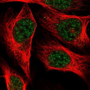 Anti-C19orf47 antibody produced in rabbit 