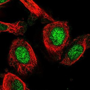 Anti-C19orf53 antibody produced in rabbit 