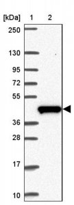 Anti-C19orf54 antibody produced in rabbit 