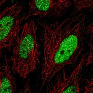 Anti-C19orf57 antibody produced in rabbit 