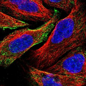 Anti-C19orf60 antibody produced in rabbit 