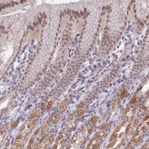 Anti-C19orf70 antibody produced in rabbit 