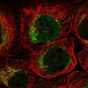 Anti-C19orf70 antibody produced in rabbit 