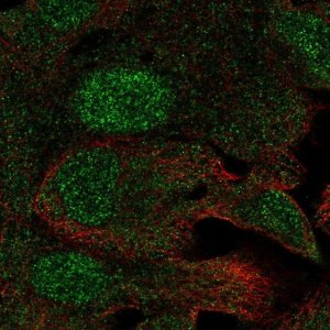 Anti-C19orf73 antibody produced in rabbit 
