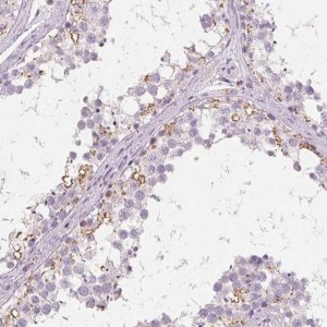 Anti-C19orf84 antibody produced in rabbit 