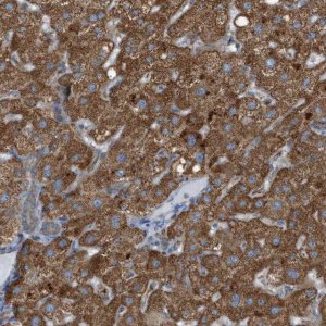 Anti-C1GALT1C1 antibody produced in rabbit 