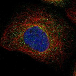 Anti-C1GALT1C1 antibody produced in rabbit 