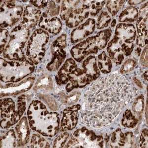 Anti-C1orf109 antibody produced in rabbit 