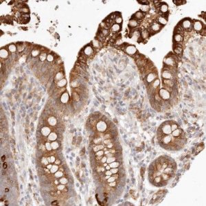 Anti-C1orf127 antibody produced in rabbit 