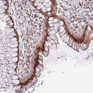 Anti-C1ORF145 antibody produced in rabbit 