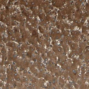Anti-C1orf159 antibody produced in rabbit 