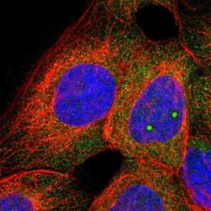 Anti-C1orf159 antibody produced in rabbit 