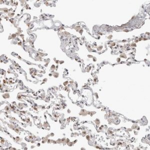 Anti-C1orf162 antibody produced in rabbit 