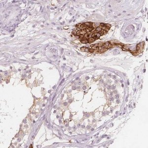 Anti-C1orf167 antibody produced in rabbit 
