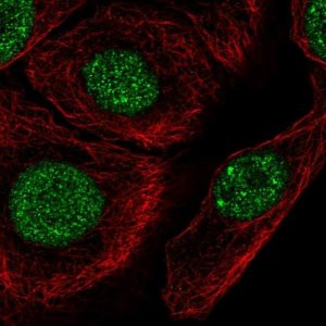 Anti-C1orf174 antibody produced in rabbit 