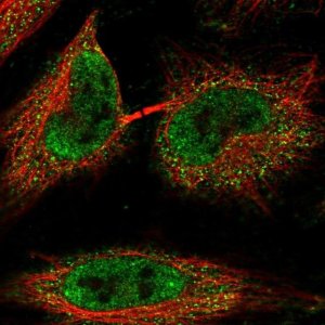 Anti-C1orf216 antibody produced in rabbit 