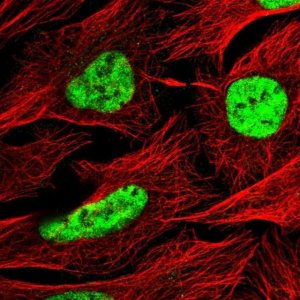 Anti-C1orf226 antibody produced in rabbit 
