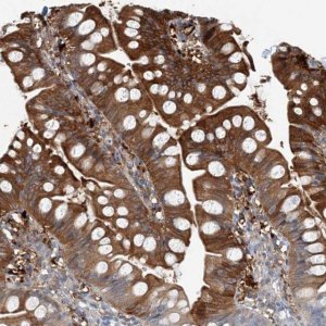 Anti-C1orf228 antibody produced in rabbit 
