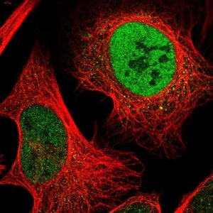 Anti-C1orf27 antibody produced in rabbit 