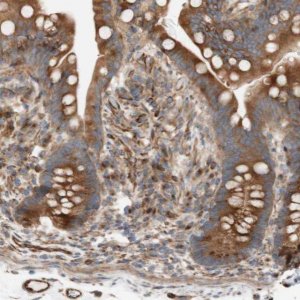 Anti-C1orf43 antibody produced in rabbit 