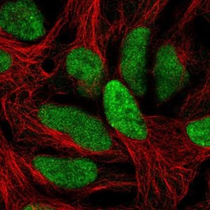 Anti-C1orf52 antibody produced in rabbit 