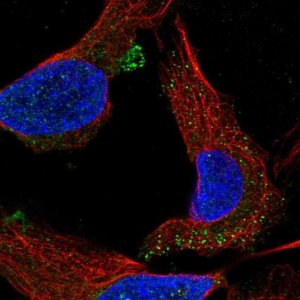 Anti-C1orf53 antibody produced in rabbit 
