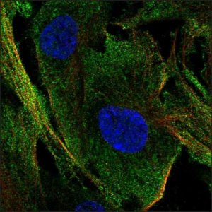 Anti-C1orf54 antibody produced in rabbit 