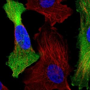 Anti-C1orf74 antibody produced in rabbit 
