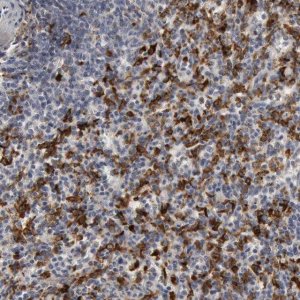 Anti-C1QC antibody produced in rabbit 