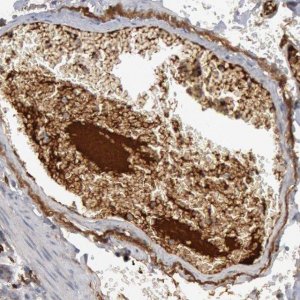 Anti-C1QC antibody produced in rabbit 