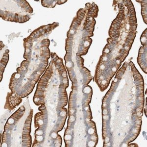 Anti-C1QTNF12 antibody produced in rabbit 