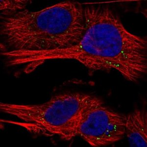 Anti-C1QTNF12 antibody produced in rabbit 