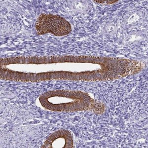 Anti-C1QTNF2 antibody produced in rabbit 